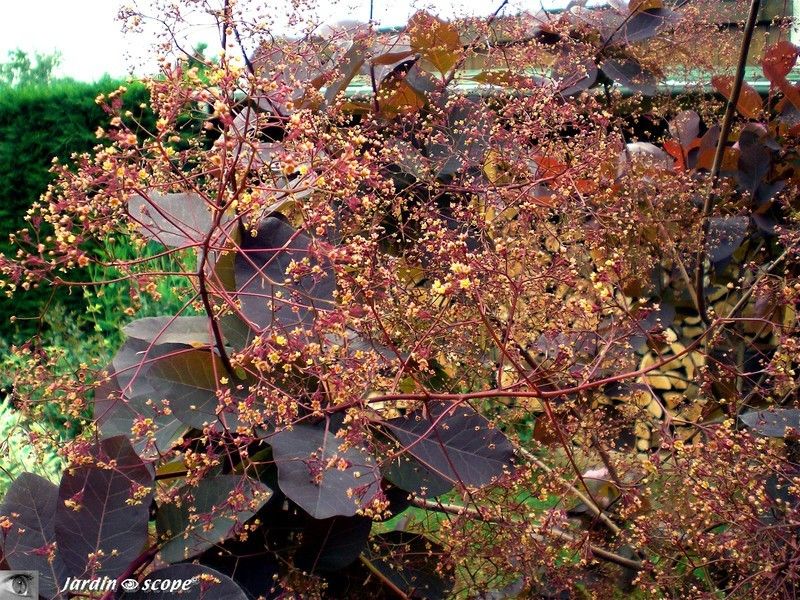 Cotinus coggygria x dummeri Grace en fleurs