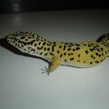 geckoleopard