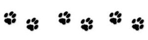 pattes_chat_longueur