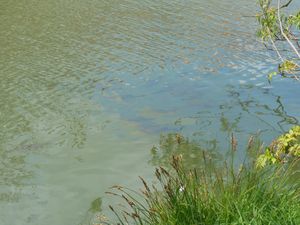 130509_Canal Guines_blancs (1)