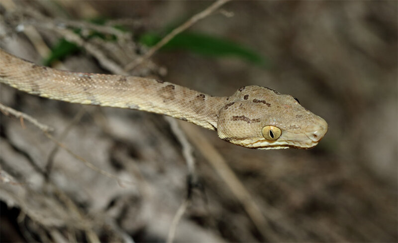 Corallus hortulanus