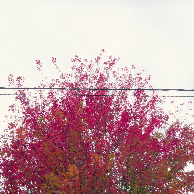 automne 3