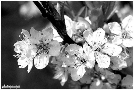 fleur_de_prunier_noir_te_blanc