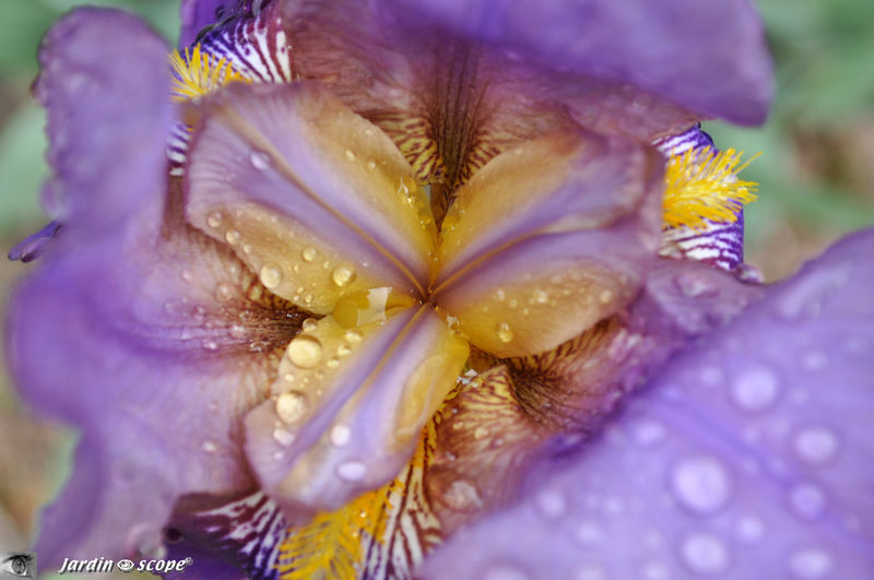 Iris 'Nigth édition'
