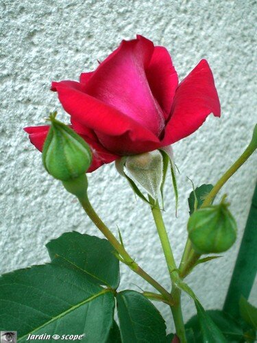 Red Parfum
