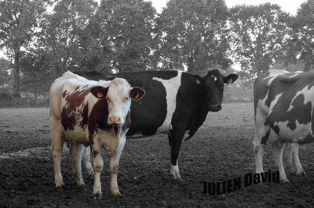 tmp_LedR_9_album_vache_2009_0009