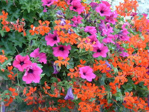 DSCF0471