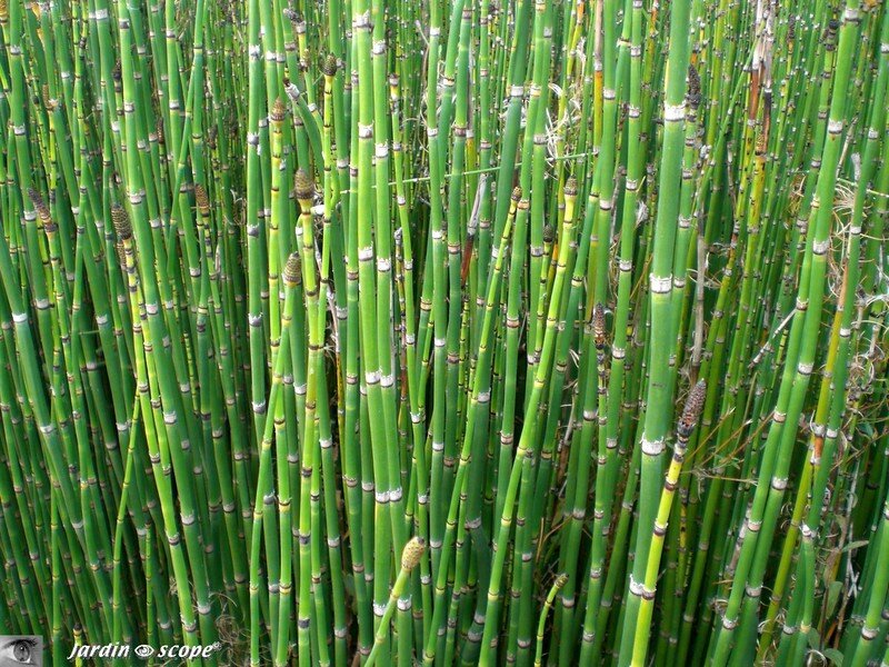 Presle • Equisetum camtschatcense • Famille des Equisetaceae