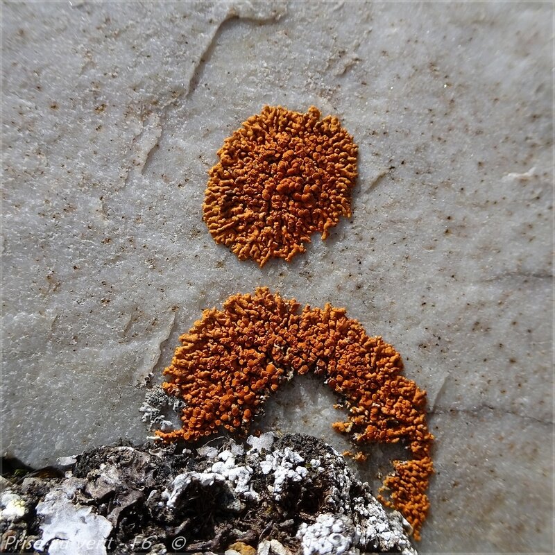 Gde Sassière - f - Lichens crustacés