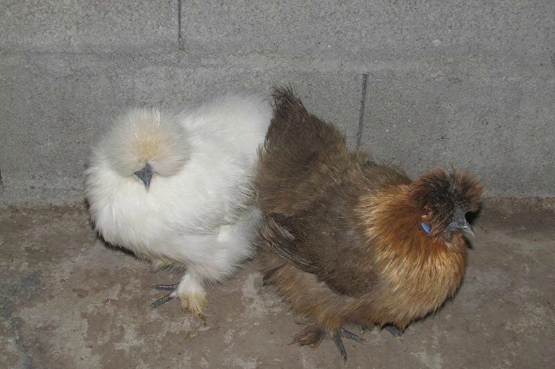 Poules nègre soie arrivées samedi 2