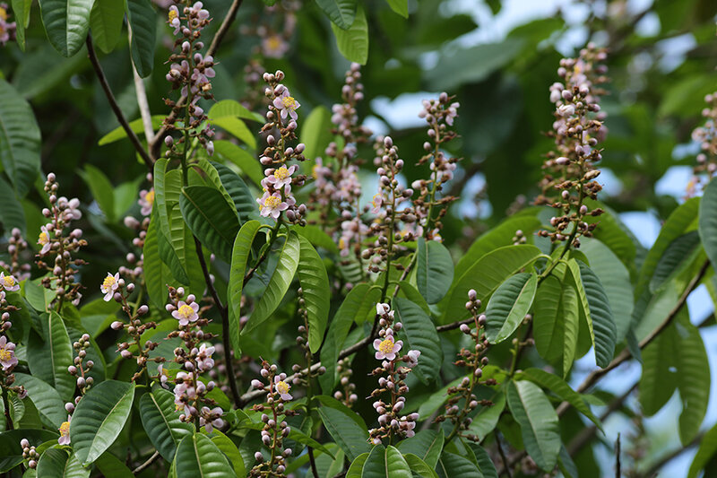 Mahurea palustris