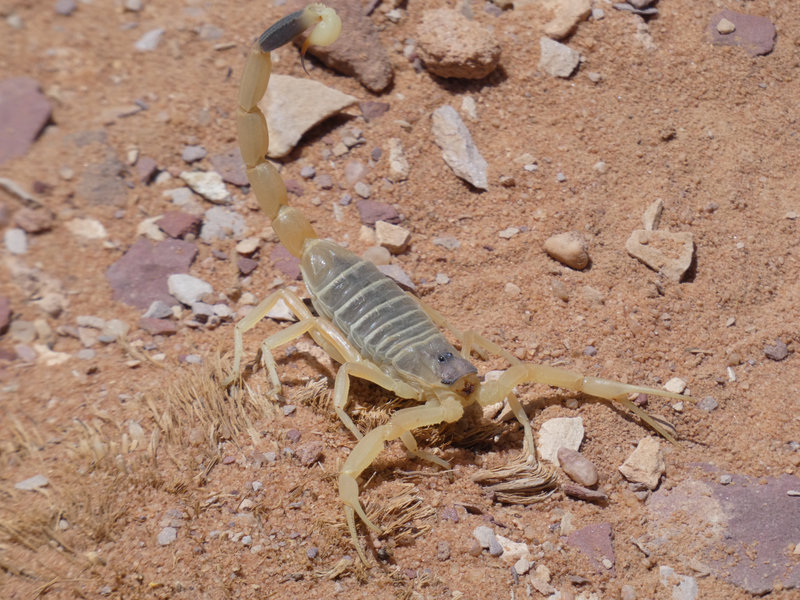 P1100923 - scorpion jaune