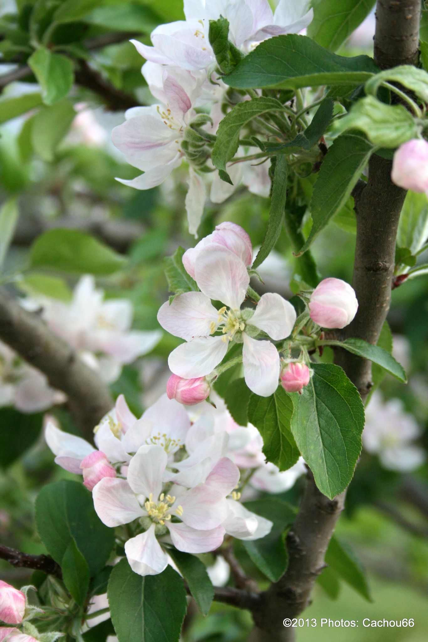 Fleurs de pommier