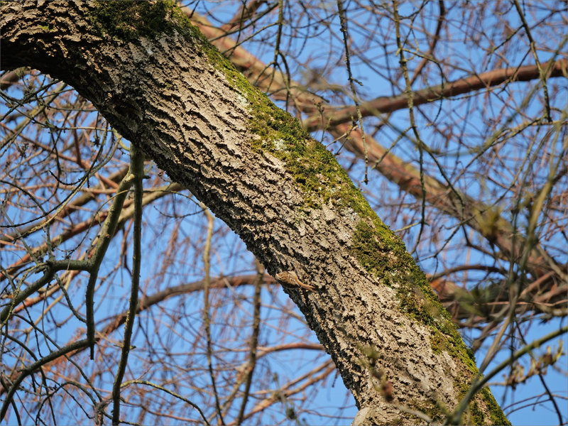 Oiseau grimpereau 040323 3 ym