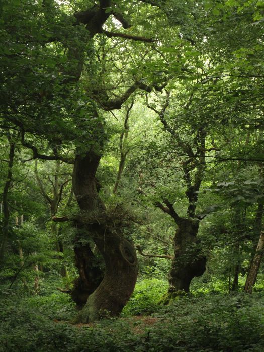 hampsteadarbre