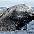 baleine blanche