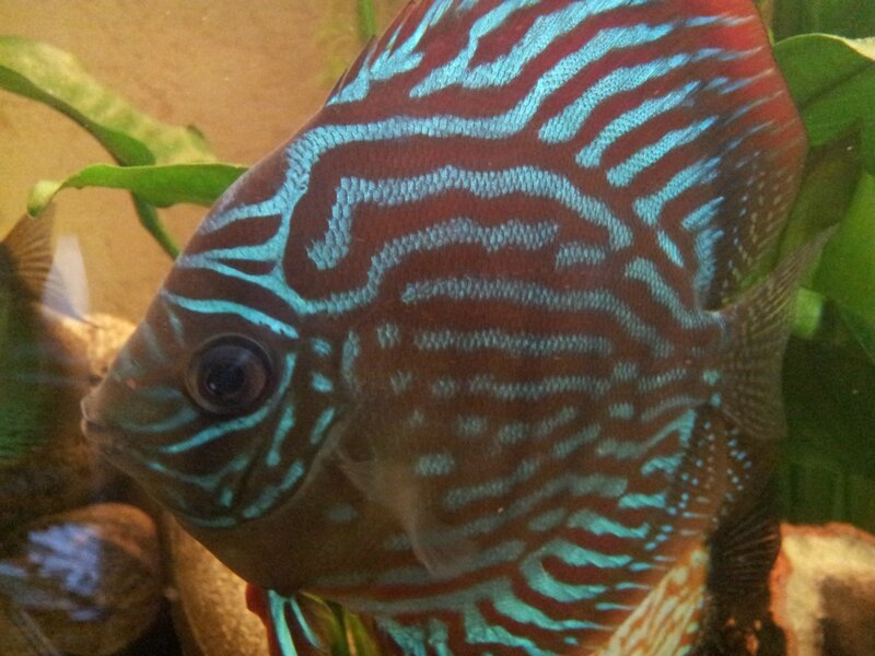 Discus turquoise