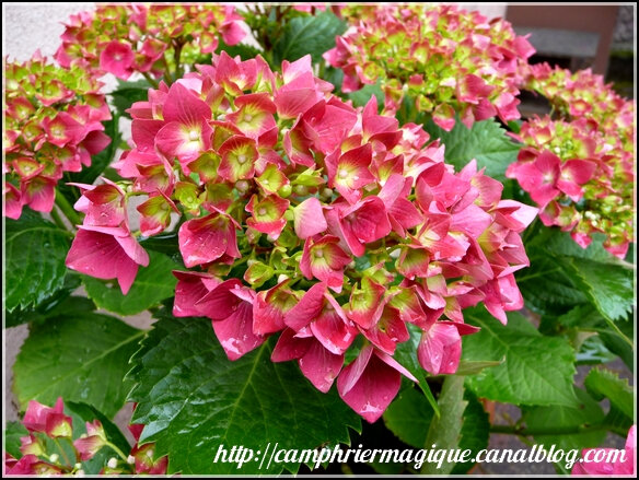 hortensia corail