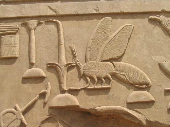 roseau et abeille