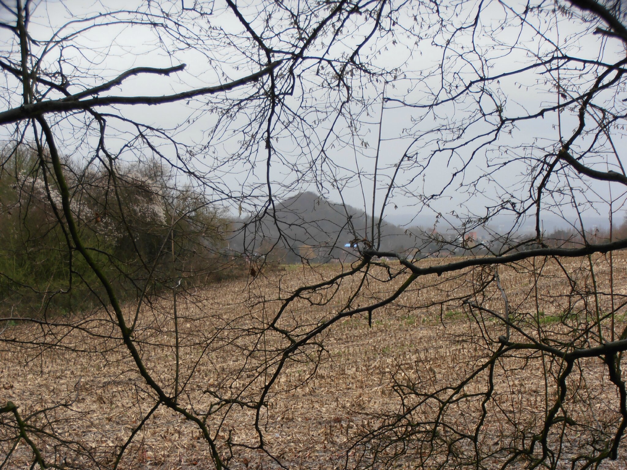 Pâturages RAVeL - vue terril de la Flache