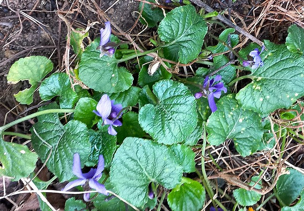 20230304 premières violettes