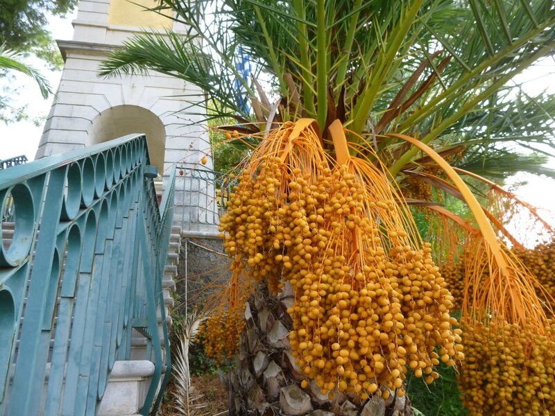 Palmier dattier à Corfou