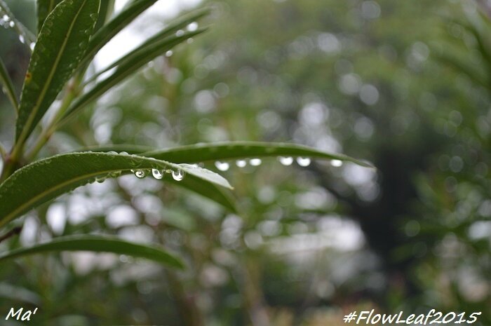 151013_3_flowleaf2015