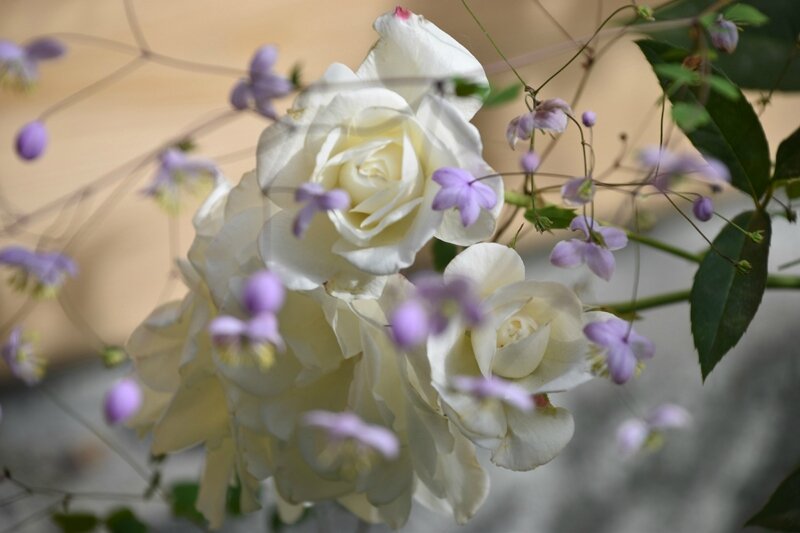 rosier iceberg + thalictrum splendide (3)