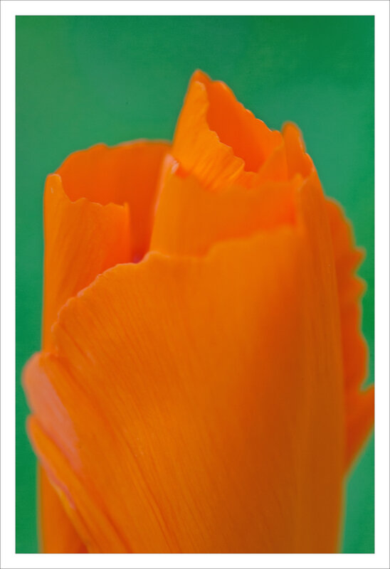 SM pavot calif orange fond vert 170319