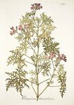 Pelargonium_denticulatum