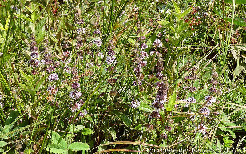 Mentha pulegium aa