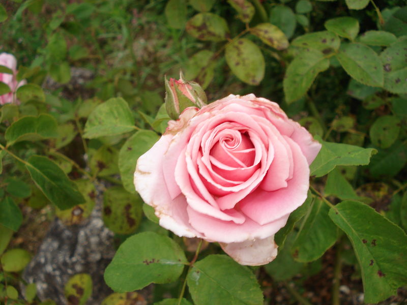 rose