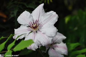 Clematite-Jean-Paul-II