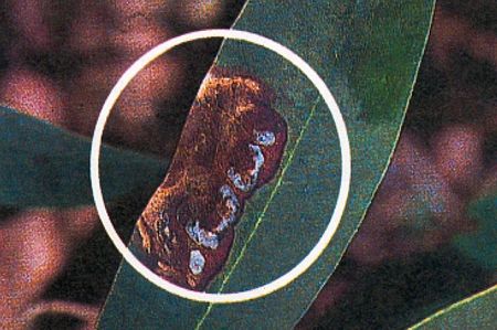 pestalozzia-du-Rhododendron