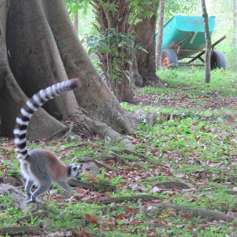 Madagascar novembre 2013 242