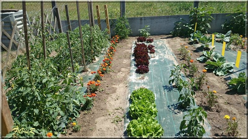 tomates et salades