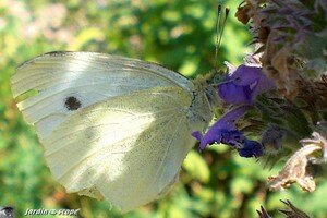Pieris_brassicae