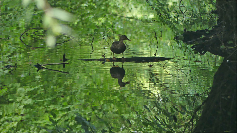oisau canard rigole vert reflet 170823