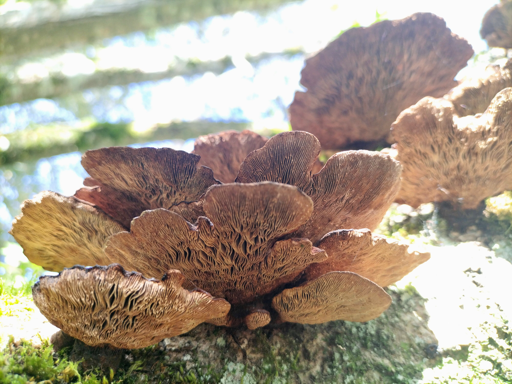 Viellenave-de-Navarrenx, champignons striés