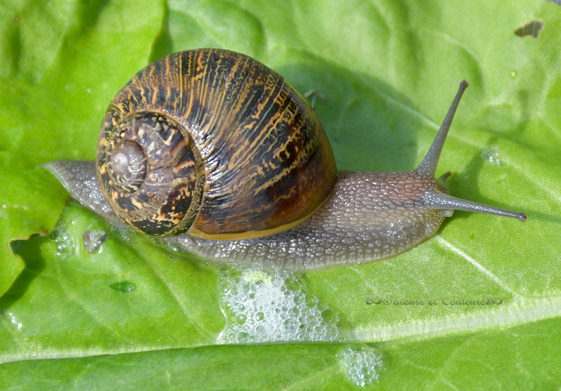 Escargot 1