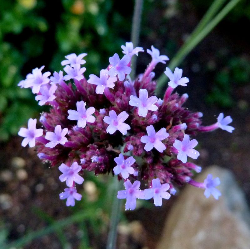 verveine de Buenos-Aires  (verbena bonariensis)