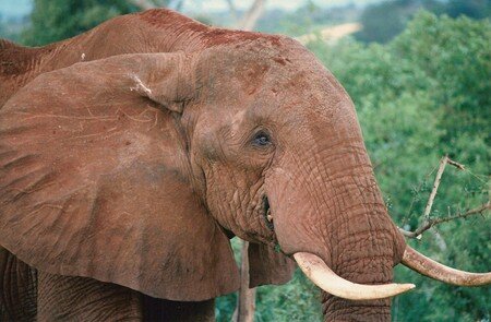 _tsavo_elephant