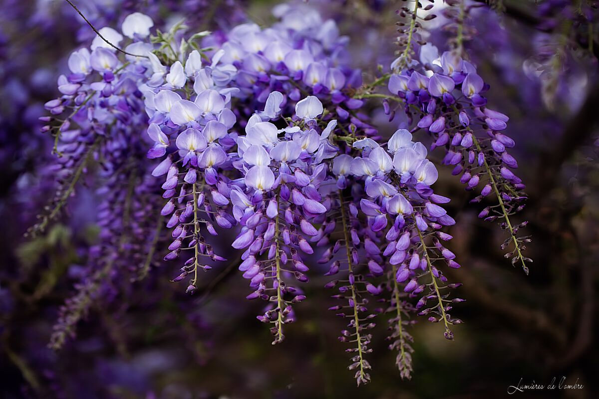 wb_Glycine_20200411_8038