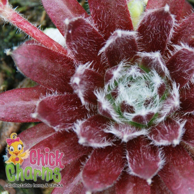 sempervivum-chick-charms-cosmic-candy-88689-2