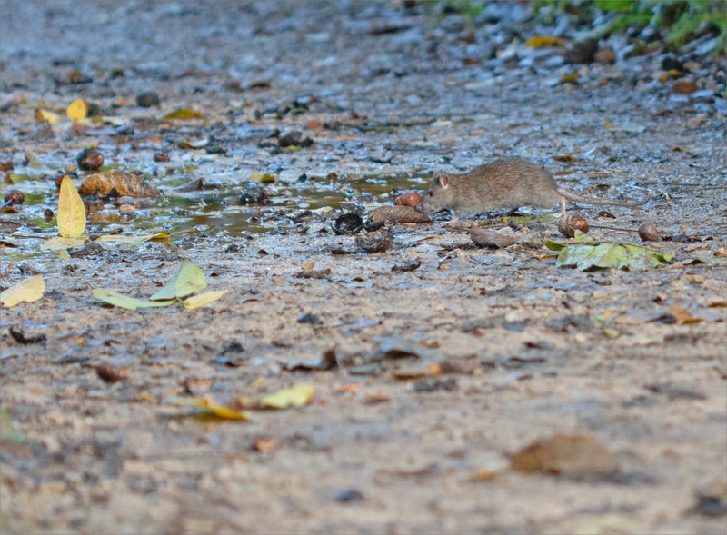 Rat noix 161022 ym 9