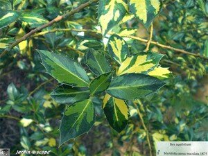 7421_Ilex_aquifolium