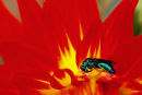 Insecte vert sur dahlia