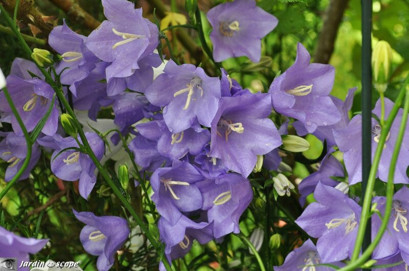 Campanule-persicifolia-bleue