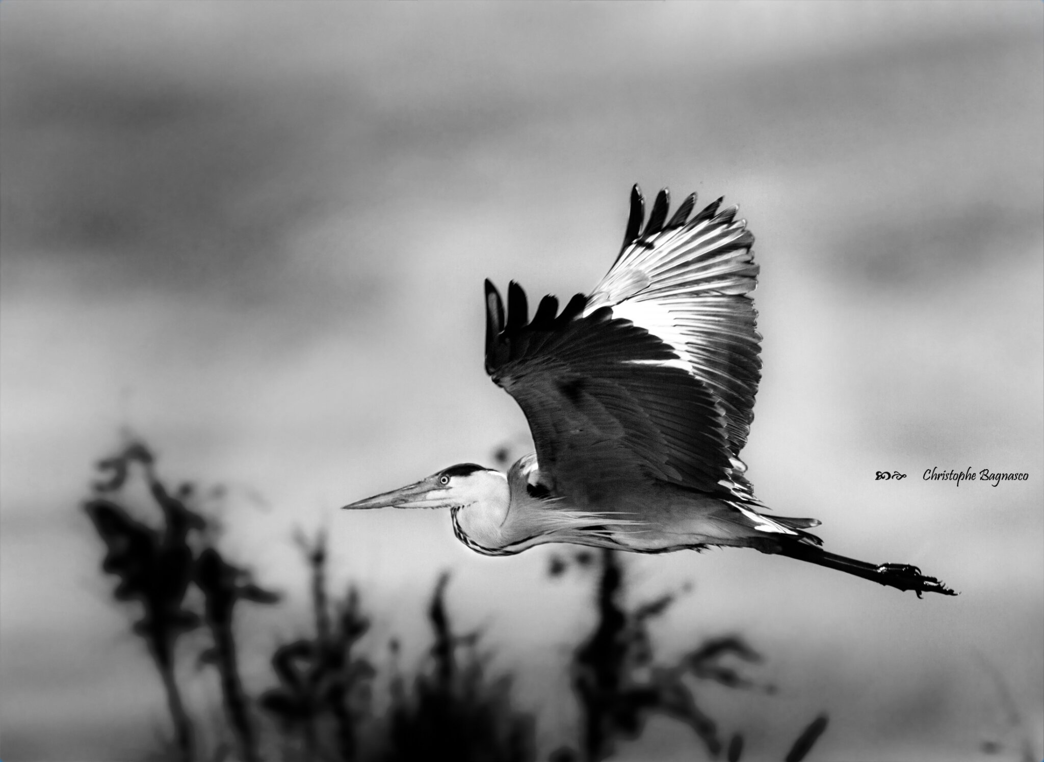 Promeneur solitaire