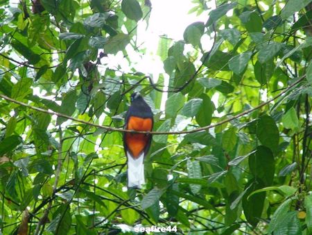 rando_to_los_campesinos_trogon_04